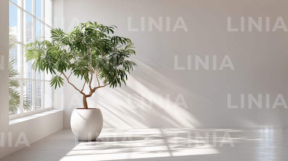 White Background Wall